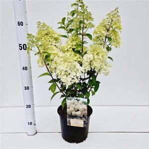 Hydrangea pan. Bobo 30-40 cm cont. 3,0L - afbeelding 8