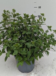 Hydrangea pan. Bobo 40-60 cm cont. 7,5L - afbeelding 4