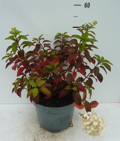 Hydrangea pan. Bobo 40-60 cm cont. 7,5L - afbeelding 5