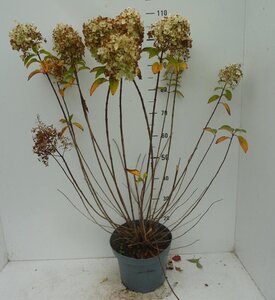 Hydrangea pan. Bobo 40-60 cm cont. 7,5L - afbeelding 6