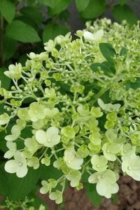 Hydrangea pan. Bobo 80 cm container stam - afbeelding 3