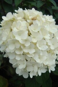 Hydrangea pan. Bobo geen maat specificatie 1,5L/P13cm
