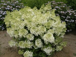 Hydrangea pan. Bobo geen maat specificatie 1,5L/P13cm - afbeelding 2