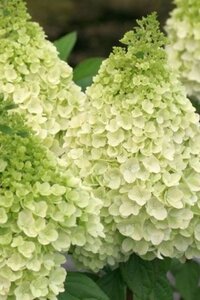 Hydrangea pan. Diamantino 50-60 cm cont. 5,0L