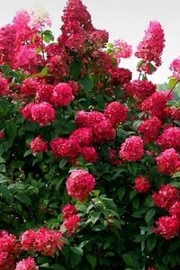 Hydrangea pan. Diamond Rouge 50-60 cm cont. 10L - afbeelding 2