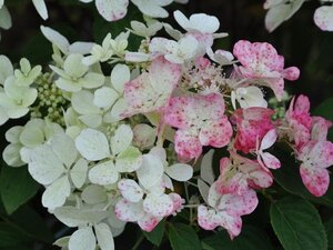 Hydrangea pan. Diamond Rouge 50-60 cm cont. 10L - afbeelding 3