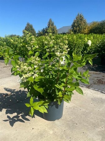 Hydrangea pan. Fraise Melba 60-80 cm cont. 10L