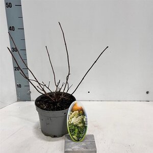 Hydrangea pan. 'Grandiflora' 20-25 cm cont. 2,0L - afbeelding 4