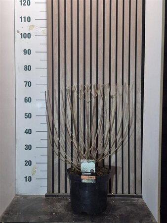 Hydrangea pan. 'Grandiflora' 50-60 cm cont. 7,5L