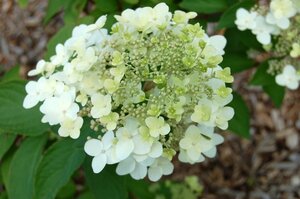 Hydrangea pan. 'Grandiflora' 60-80 cm wortelgoed struik 5-8 tak