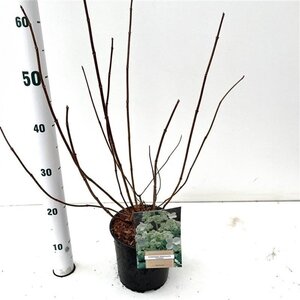 Hydrangea pan. 'Kyushu' 40-50 cm cont. 2,5L - afbeelding 1