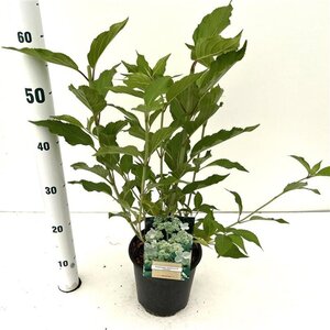 Hydrangea pan. 'Kyushu' 40-50 cm cont. 2,5L - afbeelding 2