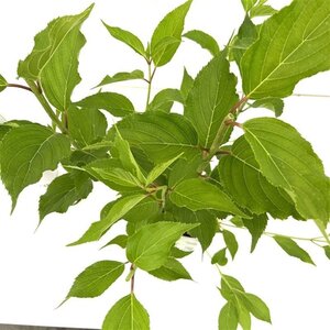 Hydrangea pan. 'Kyushu' 40-50 cm cont. 2,5L - afbeelding 3