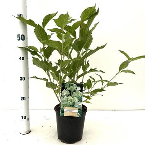 Hydrangea pan. 'Kyushu' 40-50 cm cont. 2,5L - afbeelding 4