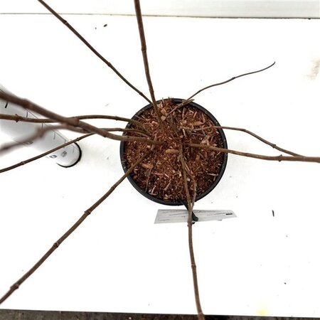 Hydrangea pan. 'Kyushu' 40-50 cm cont. 2,5L - afbeelding 5