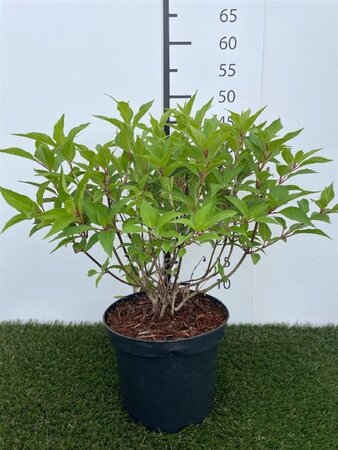 Hydrangea pan. 'Kyushu' 40-50 cm cont. 3,0L - afbeelding 2