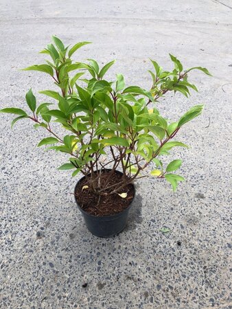 Hydrangea pan. 'Kyushu' 40-50 cm cont. 3,0L - afbeelding 1