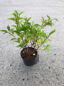 Hydrangea pan. 'Kyushu' 40-50 cm cont. 3,0L