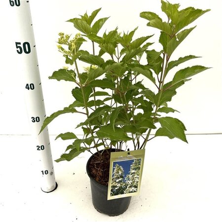 Hydrangea pan. 'Levana' 40-50 cm cont. 2,5L - afbeelding 1