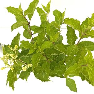 Hydrangea pan. 'Levana' 40-50 cm cont. 2,5L - afbeelding 2