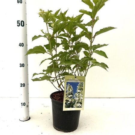 Hydrangea pan. 'Levana' 40-50 cm cont. 2,5L - afbeelding 3
