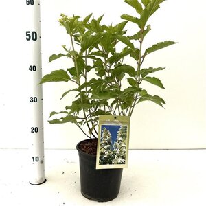 Hydrangea pan. 'Levana' 40-50 cm cont. 2,5L - afbeelding 3