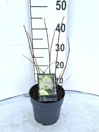 Hydrangea pan. 'Limelight' 20-30 cm cont. 2,0L - afbeelding 4
