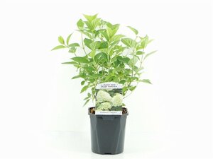 Hydrangea pan. 'Limelight' 20-30 cm cont. 2,0L