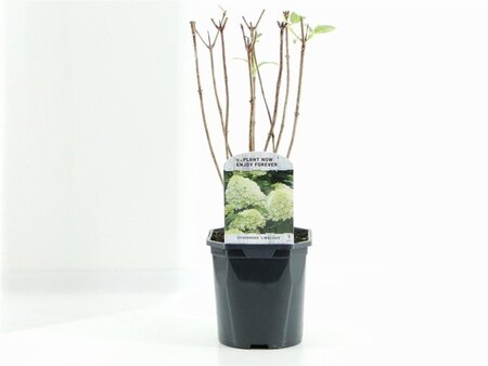 Hydrangea pan. 'Limelight' 20-30 cm cont. 2,0L - afbeelding 2