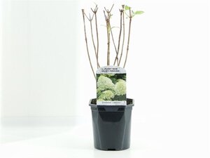 Hydrangea pan. 'Limelight' 20-30 cm cont. 2,0L - afbeelding 2