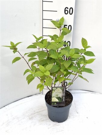 Hydrangea pan. 'Limelight' 20-30 cm cont. 2,0L - afbeelding 6