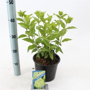 Hydrangea pan. 'Limelight' 20-30 cm cont. 2,0L - afbeelding 3