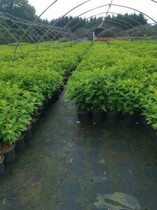 Hydrangea pan. 'Limelight' 20-30 cm cont. 2,0L - afbeelding 5