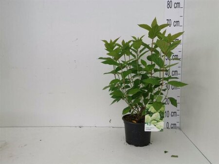 Hydrangea pan. 'Limelight' 20-30 cm cont. 2,0L - image 4