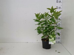 Hydrangea pan. 'Limelight' 20-30 cm cont. 2,0L - image 4