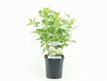 Hydrangea pan. 'Limelight' 20-30 cm cont. 2,0L - image 1