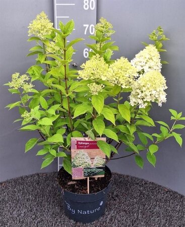 Hydrangea pan. 'Limelight' 30-40 cm cont. 5,0L - afbeelding 2