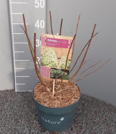Hydrangea pan. 'Limelight' 30-40 cm cont. 5,0L - afbeelding 3