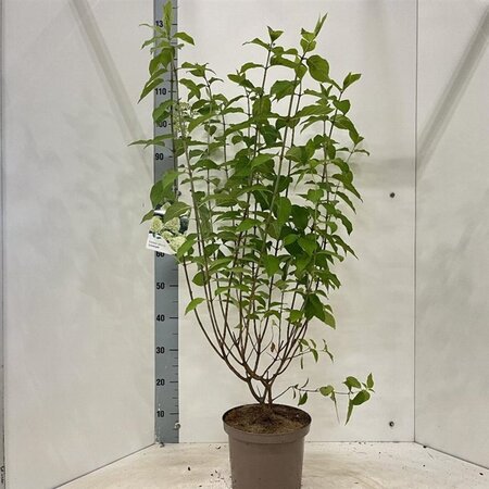 Hydrangea pan. 'Limelight' 30-40 cm cont. 5,0L - afbeelding 1