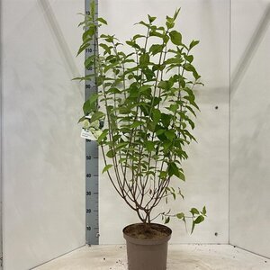 Hydrangea pan. 'Limelight' 30-40 cm cont. 5,0L