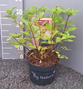 Hydrangea pan. 'Limelight' 30-40 cm cont. 5,0L - afbeelding 5