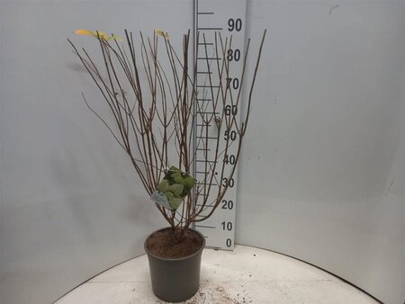 Hydrangea pan. 'Limelight' 30-40 cm cont. 5,0L - afbeelding 6