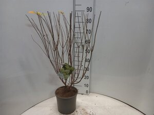 Hydrangea pan. 'Limelight' 30-40 cm cont. 5,0L - afbeelding 6