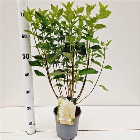 Hydrangea pan. 'Limelight' 40-50 cm cont. 2,5L - afbeelding 1