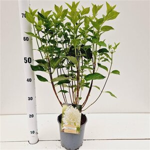 Hydrangea pan. 'Limelight' 40-50 cm cont. 2,5L - afbeelding 1