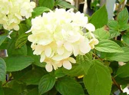 Hydrangea pan. 'Limelight' 40-50 cm cont. 2,5L - afbeelding 4