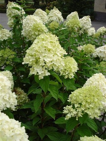 Hydrangea pan. 'Limelight' 40-50 cm cont. 2,5L - afbeelding 5
