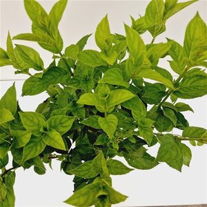 Hydrangea pan. 'Limelight' 40-50 cm cont. 2,5L - afbeelding 2