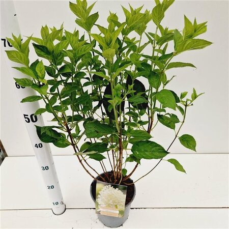 Hydrangea pan. 'Limelight' 40-50 cm cont. 2,5L - afbeelding 3