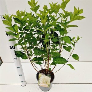 Hydrangea pan. 'Limelight' 40-50 cm cont. 2,5L - afbeelding 3